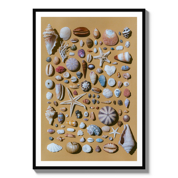 Bali Seashells
