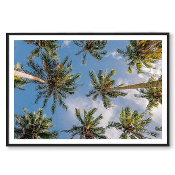 Coconut Palms