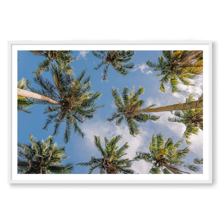 Coconut Palms